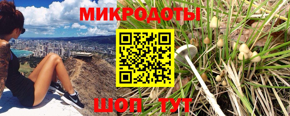 Псилоцибиновые грибы Cubensis  купить закладку  Нижний Новгород  Вход с VPN  Псилоцибиновые грибы прущие грибы 